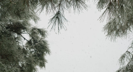 In winter, snow is falling from the fir branches to the sky. The snow falls like crystals.