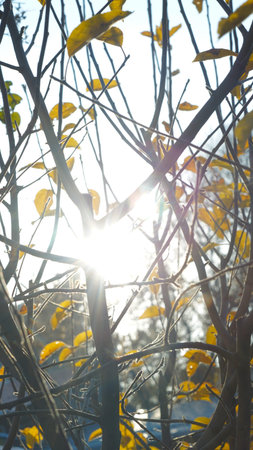 The sun sets through the yellow leaves, sunlight shines, bokeh imageの写真素材
