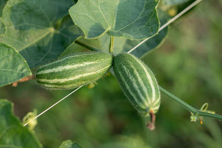 Close up of green pointed gourd in vegetable garden