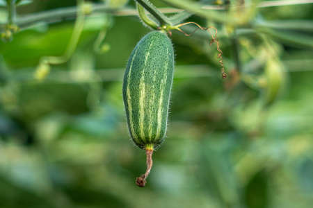 Close up of green pointed gourd in vegetable garden