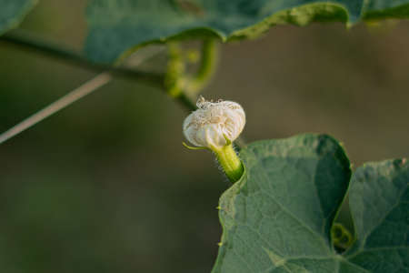 Close up of green pointed gourd in vegetable garden