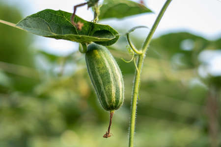 Close up of green pointed gourd in vegetable gardenの写真素材