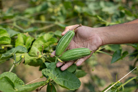 Hand holding green pointed gourd in vegetable gardenの写真素材