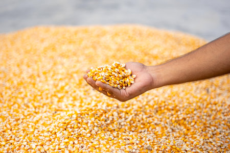 Farmer holding corn grains in his hands