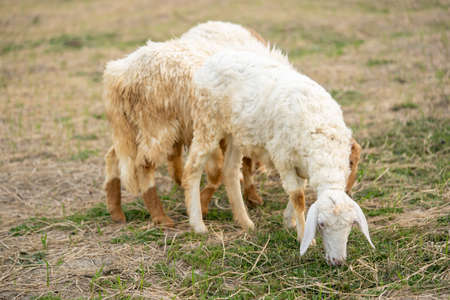 Cute sheep over a dry grass field, farm animal