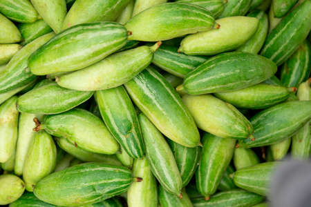 These are raw pointed gourd. Potol vegetable is a vine plantの写真素材