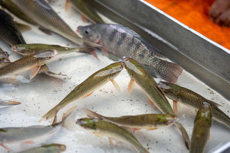 Rui fish inside the water in a containerの写真素材