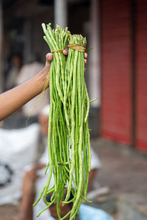 Long green bean on handの写真素材
