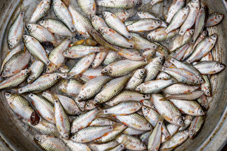 Punti Fish also known as Putti Fish.Freshwater fish.の写真素材