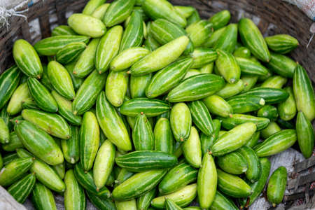 These are raw pointed gourd. Potol vegetable is a vine plantの写真素材
