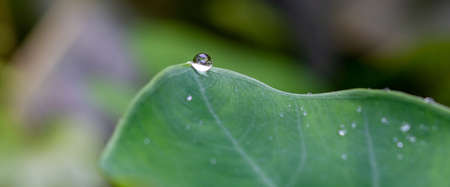 nice detail of water drops on leaf - macro detail