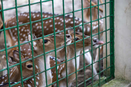 Deer from inside the cage looking at the cameraの写真素材