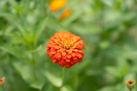 Zinnia. Orange zinnia flower on a green background in the garden close up. Summer and spring backgroundsの写真素材