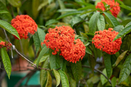 Flowers in Spring. High-quality photo