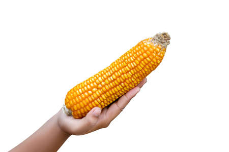 man hand holding sweet Ripe corn isolated on white background. top view