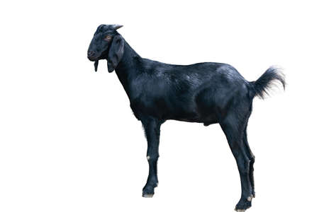 Black and white goat, white background stand upの写真素材
