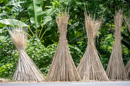 Jute straw. jute vegetable fiber. jute trees are being dried after lifting the juteの写真素材