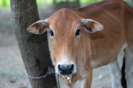 Brown color cow the calfの写真素材
