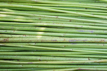 Green Raw Jute Texture background. This is the Called Golden Fiber in Bangladeshの写真素材