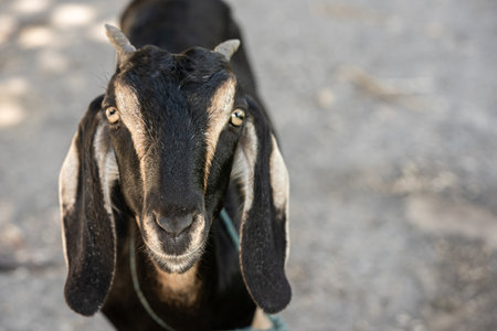 Portrait of a young black goat at the farmの写真素材