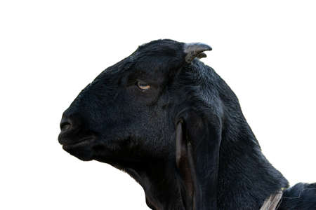 Portrait of a young black goat at the farmの写真素材