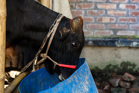 Agriculture industry ,herd of cows - Black cowsの写真素材