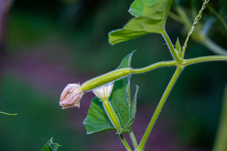 little cucurbit are growing.