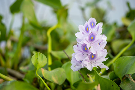 Beautiful water hayacinth kachuripana flowerの写真素材
