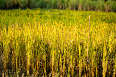 Ripe rice fields and the farm