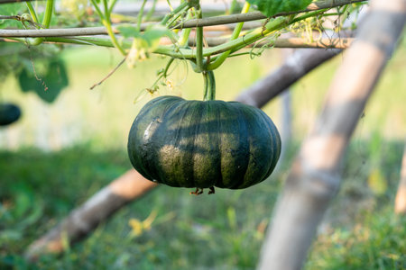 Green pumpkin growing in the organic gardenの写真素材