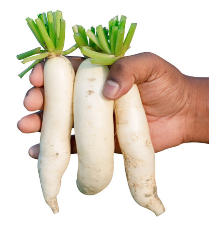 agriculturist Farmer Hands holding big Raw harvesting White Daikon fresh farm vegetables Autumn harvest and healthy organic food concept close up with selective focusの写真素材