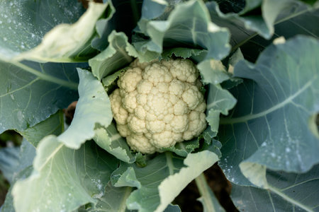 Cauliflower grows in organic soil in the garden on the vegetable area. Cauliflower head in natural conditions, close-upの写真素材