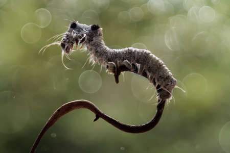 Caterpillars have many types and shapes and colors that are very interesting, they are mostly leaf eaters, these caterpillars are very fast and quite funny when writhing his body when walkingの写真素材