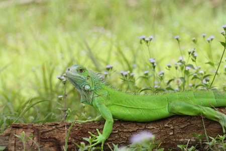 Reptiles and Amphibians are types of animals that look quite fierce, even though they have interesting skin and eye shapes, such as Iguanas, Snakes and Frogs. They can also be friends with us.の写真素材