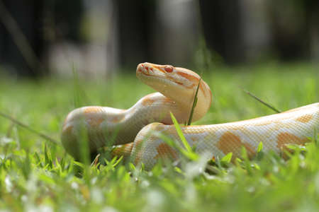 Reptiles and Amphibians are types of animals that look quite fierce, even though they have...