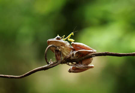 Reptiles and Amphibians are types of animals that look quite fierce, even though they have interesting skin and eye shapes, such as Iguanas, Snakes and Frogs. They can also be friends with us.の写真素材