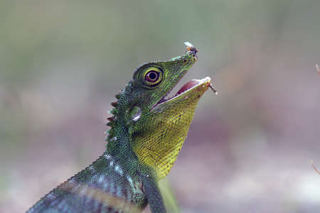 Reptiles and Amphibians are types of animals that look quite fierce, even though they have...