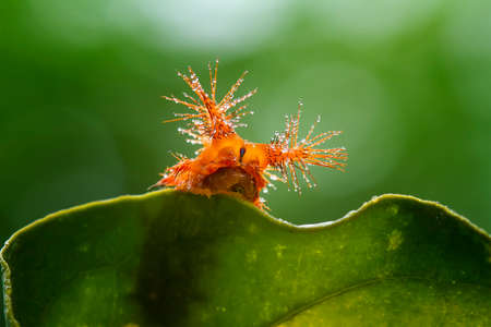 Red caterpillars live on leaves, wild flowers and Nephentes plants are very beautiful with attractive feathers.の写真素材