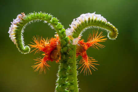 Red caterpillars live on leaves, wild flowers and Nephentes plants are very beautiful with attractive feathers.の写真素材