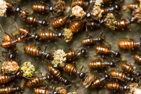 Soil termites are small animals that live in the colony during the rainy season, they accumulate...