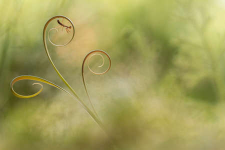 Praying Mantis has many types, shapes and colors, depending on the place of his life, he usually disguised as adjusting to the place of residence to lurk and catch prey.の写真素材