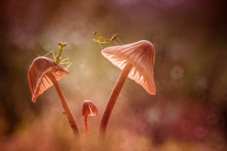 Praying Mantis has many types, shapes and colors, depending on the place of his life, he usually disguised as adjusting to the place of residence to lurk and catch prey.の写真素材