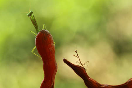 Incredible green mantish and brown mantish, with such sharp eyes that it lurks its prey toward it and then immediately grabs its prey to become its meal.の写真素材