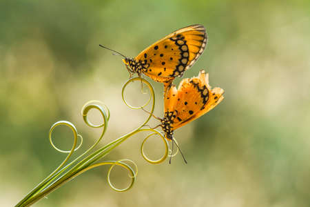 Orange-colored butterflies are abundant at the start of the rainy season, usually a colony of life characterized by the number of thorny caterpillars that first formed from the cocoon to metamorphoseの写真素材
