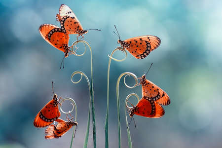 Orange-colored butterflies are abundant at the start of the rainy season, usually a colony of life characterized by the number of thorny caterpillars that first formed from the cocoon to metamorphoseの写真素材