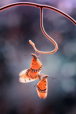 Orange-colored butterflies are abundant at the start of the rainy season, usually a colony of life characterized by the number of thorny caterpillars that first formed from the cocoon to metamorphoseの写真素材