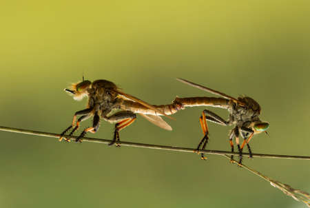 The Predator is the right sentence to describe the ferocity of this small animal called Robber Fly,...