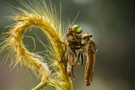 The Predator is the right sentence to describe the ferocity of this small animal called Robber Fly,...