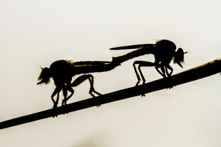 The Predator is the right sentence to describe the ferocity of this small animal called Robber Fly, very ferocious once preyed on other small insects while they were flying, grabbed it and took it.の写真素材