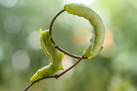 These green caterpillars are very fat they eat green leaves very quickly, in my place they are real...